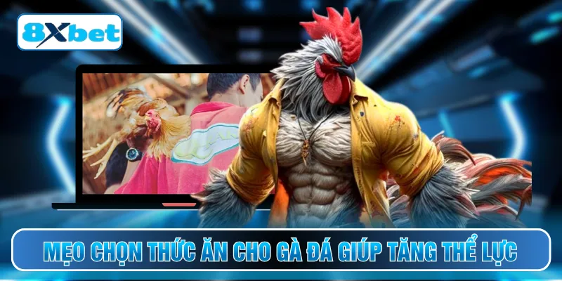 Mẹo chọn thức ăn cho gà đá giúp tăng thể lực
